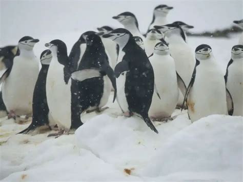 Adaptations of a Penguin - Behavioral, Structural & Physiological ...