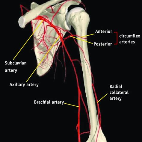 Posterior Humeral Circumflex Artery | Images and Photos finder