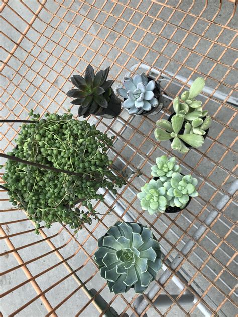 Home Depot Haul : r/succulents