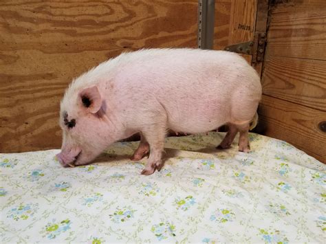 Miniature Potbellied Pigs for Sale - Tanglewood Farm Miniatures