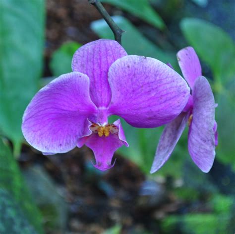 orchid in Hawaii | Smithsonian Photo Contest | Smithsonian Magazine