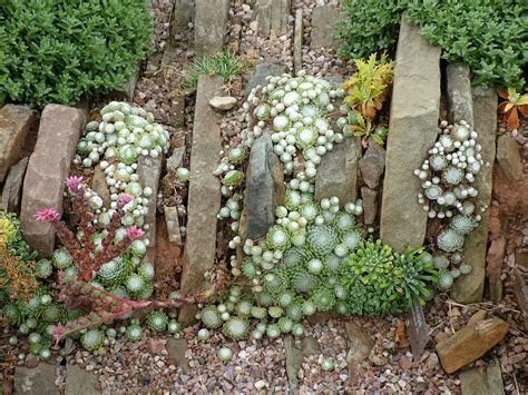 An introduction to growing alpine plants - Alpine Garden Society