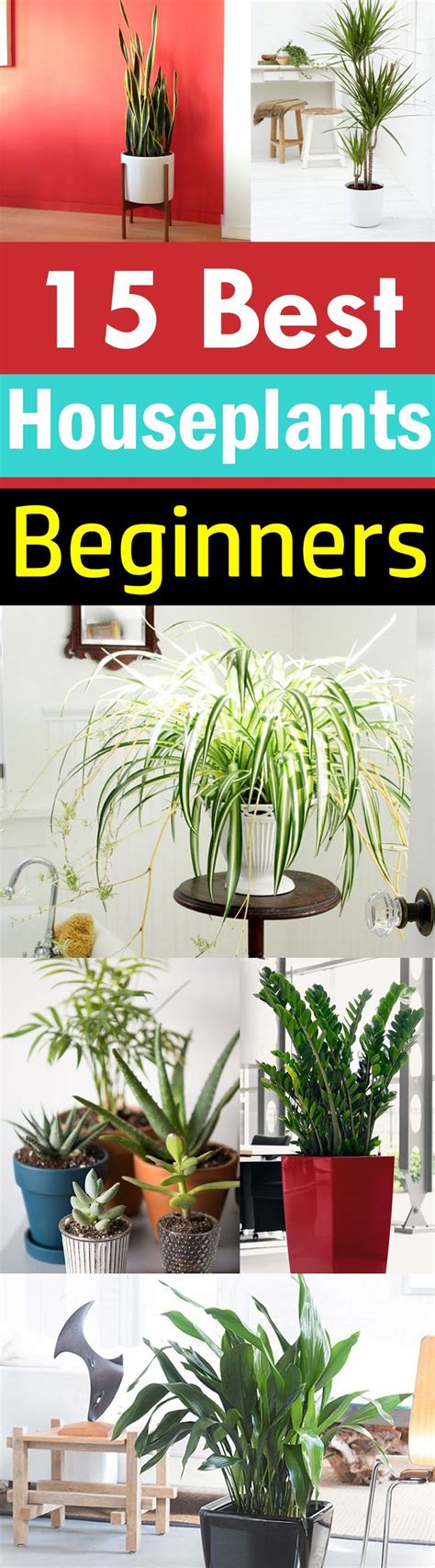 Best of Home and Garden: 15 Best Houseplants For Beginners