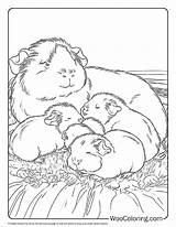 100  Guinea Pig coloring Pages Free PDF To Print Woo Coloring sketch template
