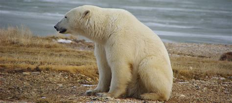 Committee recommends expanded polar bear conservation - The Wildlife Society