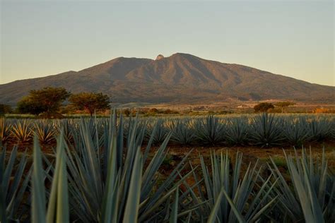 Full-Day Tequila Tour From Guadalajara: Triphobo