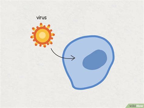 Transfection vs Transduction: Key Differences