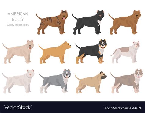 American bully dogs set color varieties different Vector Image