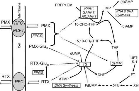 Uptake and metabolism of antifolates. RTX and MTX are both taken up by... | Download Scientific ...