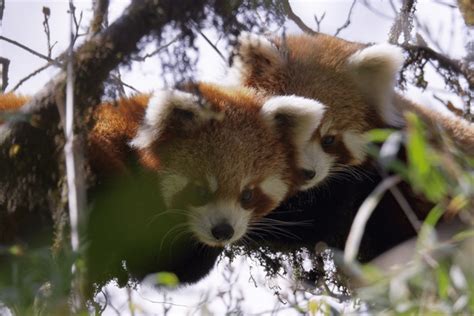 15 Fantastic Facts About Red Pandas | Red Panda Network