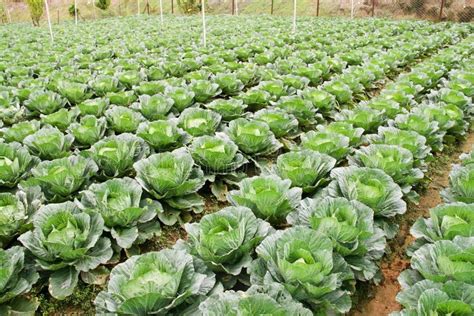 Cabbage farming stock image. Image of rows, growing, soil - 25033717