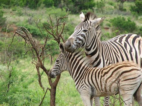 Zebra in Africa 3 Free Photo Download | FreeImages