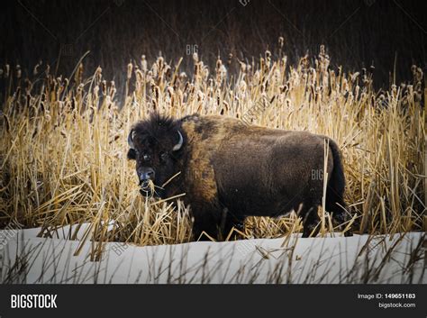 Wild Plains Bison Image & Photo (Free Trial) | Bigstock