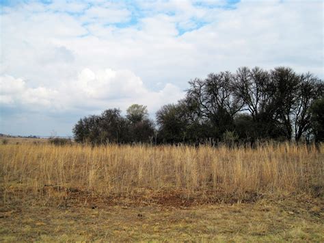 Tree Line And Veld Free Stock Photo - Public Domain Pictures