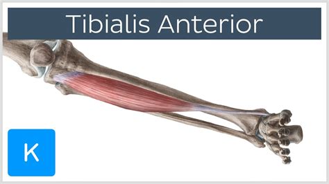 Tibialis Anterior Muscle - Origins & Function - Human Anatomy | Kenhub - YouTube