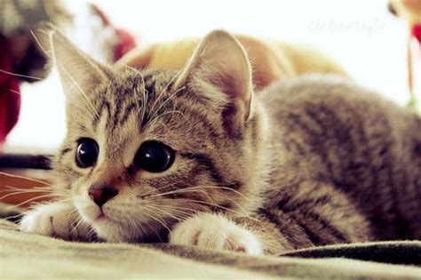 Cute kittens Photo | Kittens cutest, Animals, Kittens