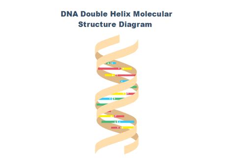 DNA Diagram | Free DNA Diagram Templates