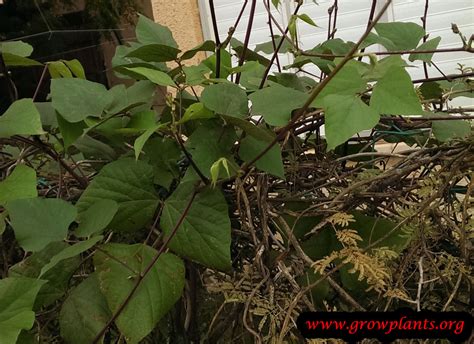 Hyacinth bean - How to grow & care