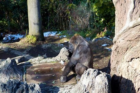 Gorilla with poo on its head | Flickr - Photo Sharing!