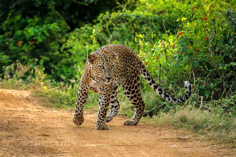 Yala-Nationalpark in Sri Lanka: Besten Tipps für deine Safari