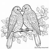Love Bird Coloring Pages  Free & Printable sketch template