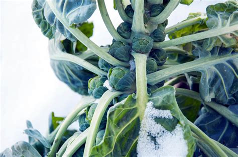 Winter Garden Vegetables | Kellogg Garden Organics™