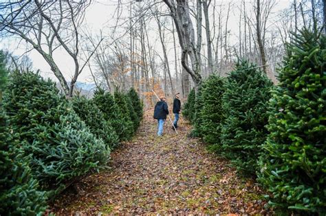 Christmas tree farm helps families select the perfect tree | Local News ...