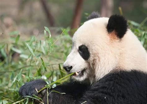 Giant Panda Behavior - AnimalBehaviorCorner