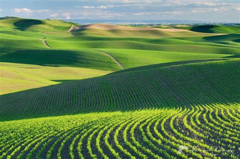 Palouse wheat fields Washington - Alan Crowe Photography | Palouse washington, Palouse, Wheat fields