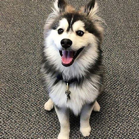 Il est tellement adorable, Cuuuuute 😻🤤🐶🐱🐭🐹🐰🦊 | Pomsky puppies, Pomsky dog, Puppies