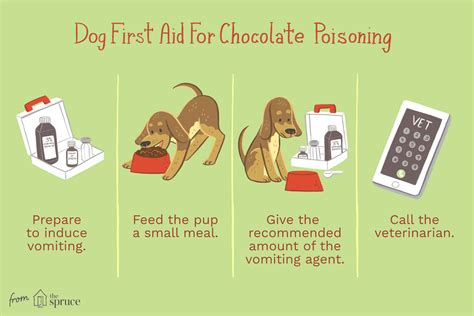 How to Treat Chocolate Poisoning in Dogs