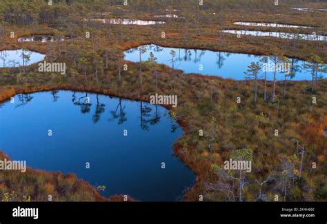 aerial photos of northern marshes with lakes and low pine trees growing ...