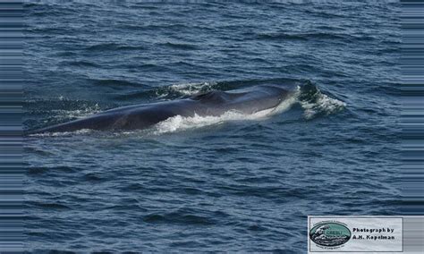 Fin Whale, Costa Rica - information, where to see it, and photos