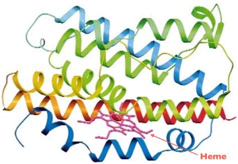 Ribbon diagram of HO-1. The N-terminus is blue and the C-terminus is ...