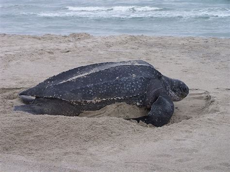 Turtle | Free Stock Photo | Close up of leatherback turtle | # 17422