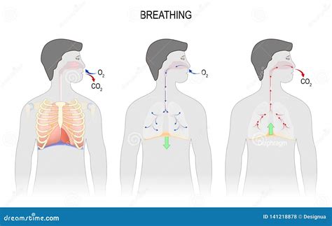 Cycle of Breathing, Inspiration and Expiration. Respiratory System ...