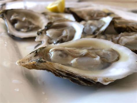 Buy Fresh Oysters Online l Collections l All Fresh Seafood