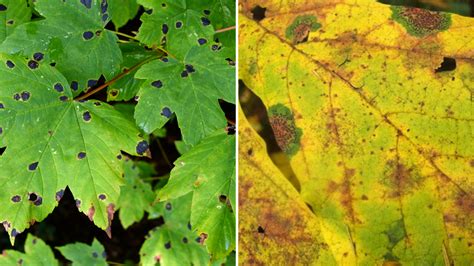 13 Common Maple Tree Problems and Diseases (With Pictures) - Dengarden