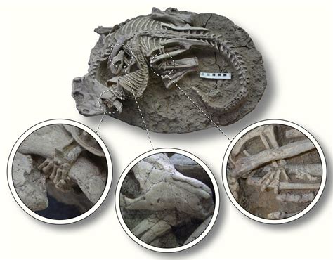 Unique Fossil Captures Struggle for Existence during Cretaceous Period | Sci.News