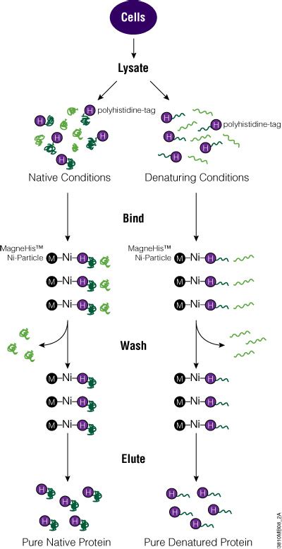 Protein Purification Guide | An Introduction to Protein Purification ...