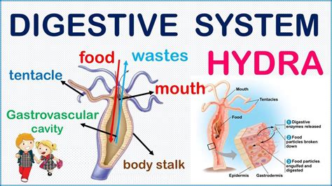 Hydra Gastrovascular Cavity