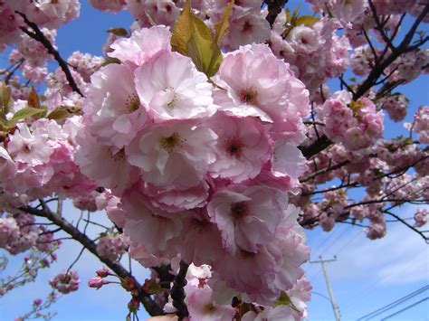 Vivero Pilmaiquen, Todo lo que necesita para su jardín, Cerezo de flor, cerezo pendulo - Vivero ...