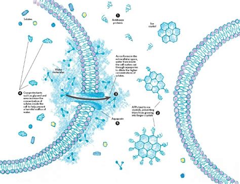 Freezing Cells | The Scientist Magazine®