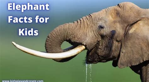 Discover the Amazing World of Elephants: Elephant Facts for Kids - Kids Play and Create