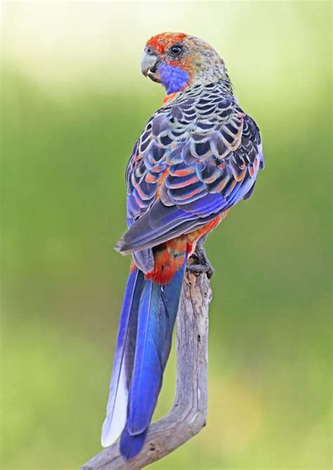 The Adelaide Rosella parrots are presently believed to be a hybrid swarm, having originated ...