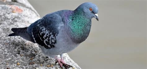 Pigeon Cooing Sound Effect | Free Sound Clips | Animal Sounds