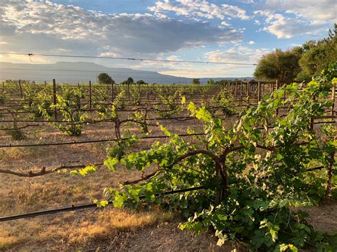 The Cost of Wine Tasting in Palisade, Colorado - Married with Wanderlust