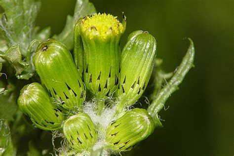 common-groundsel.html