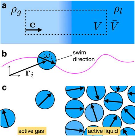 Phase separation into macroscopically distinct phases. a Illustration... | Download Scientific ...