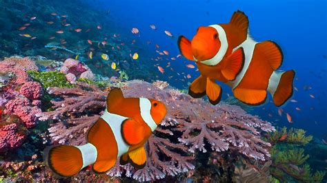 fish, Fishes, Underwater, Ocean, Sea, Sealife, Nature Wallpapers HD ...